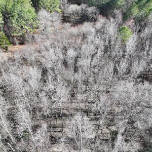 Photo #71 of SOLD property in 657 Collins Mill Rd, Castalia, NC 104.8 acres