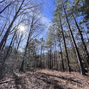 Photo #76 of SOLD property in 657 Collins Mill Rd, Castalia, NC 104.8 acres