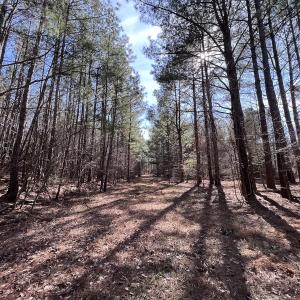 Photo #82 of SOLD property in 657 Collins Mill Rd, Castalia, NC 104.8 acres