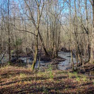Photo #17 of 4068 Midway Road, Maxton, NC 115.3 acres