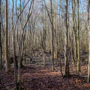 Photo #20 of SOLD property in 4068 Midway Road, Maxton, NC 115.3 acres