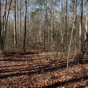 Photo #31 of SOLD property in 4068 Midway Road, Maxton, NC 115.3 acres