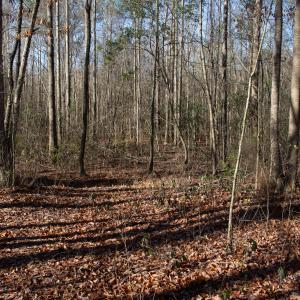 Photo #31 of 4068 Midway Road, Maxton, NC 115.3 acres
