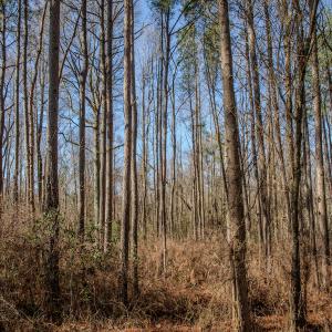 Photo #32 of SOLD property in 4068 Midway Road, Maxton, NC 115.3 acres