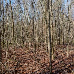 Photo #34 of SOLD property in 4068 Midway Road, Maxton, NC 115.3 acres
