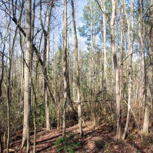 Photo #52 of 4068 Midway Road, Maxton, NC 115.3 acres