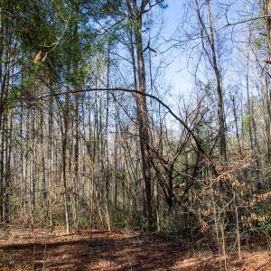 Photo #56 of 4068 Midway Road, Maxton, NC 115.3 acres