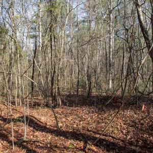 Photo #57 of SOLD property in 4068 Midway Road, Maxton, NC 115.3 acres