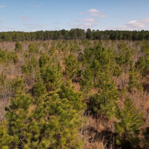 Photo #34 of SOLD property in 1543 McGoogan Farm Road, Shannon, NC 194.9 acres