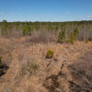 Photo #46 of SOLD property in 1543 McGoogan Farm Road, Shannon, NC 194.9 acres