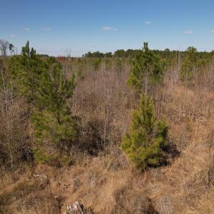 Photo #47 of SOLD property in 1543 McGoogan Farm Road, Shannon, NC 194.9 acres