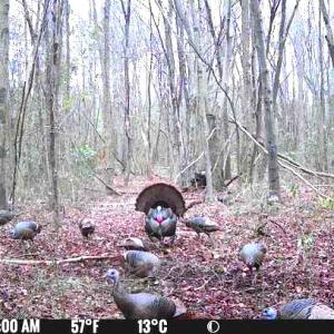 Photo #15 of Off Hwy 50, Rose Hill, NC 4.3 acres