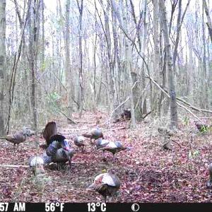 Photo #18 of Off Hwy 50, Rose Hill, NC 4.3 acres