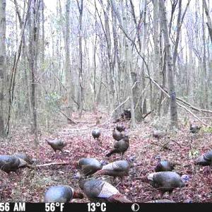 Photo #16 of Off Hwy 50, Rose Hill, NC 4.3 acres