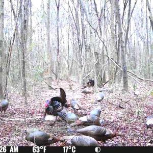 Photo #17 of Off Hwy 50, Rose Hill, NC 4.3 acres
