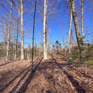 Photo #7 of SOLD property in Off Nannie Burton Road, Louisa, VA 63.1 acres