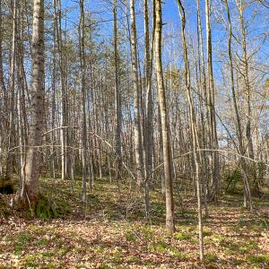Photo #13 of SOLD property in Off Nannie Burton Road, Louisa, VA 63.1 acres