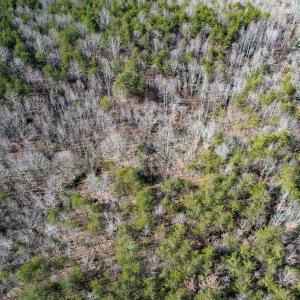 Photo #14 of SOLD property in Off Nannie Burton Road, Louisa, VA 63.1 acres