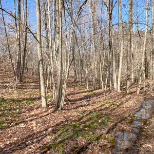 Photo #15 of SOLD property in Off Nannie Burton Road, Louisa, VA 63.1 acres
