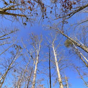 Photo #17 of SOLD property in Off Nannie Burton Road, Louisa, VA 63.1 acres