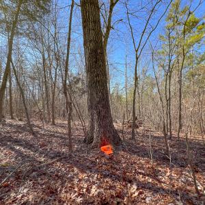 Photo #20 of SOLD property in Off Nannie Burton Road, Louisa, VA 63.1 acres