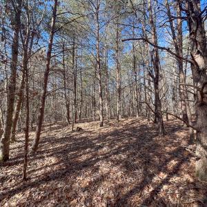 Photo #24 of SOLD property in Off Nannie Burton Road, Louisa, VA 63.1 acres