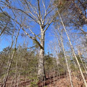 Photo #26 of SOLD property in Off Nannie Burton Road, Louisa, VA 63.1 acres