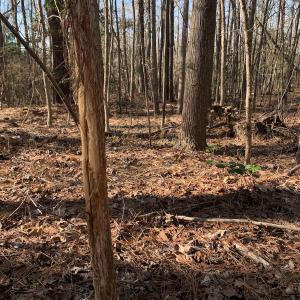 Photo #9 of SOLD property in 15908 Exter Mill Rd, Chesterfield, VA 12.3 acres