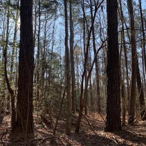Photo #10 of SOLD property in 15908 Exter Mill Rd, Chesterfield, VA 12.3 acres