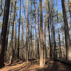 Photo #11 of SOLD property in 15908 Exter Mill Rd, Chesterfield, VA 12.3 acres