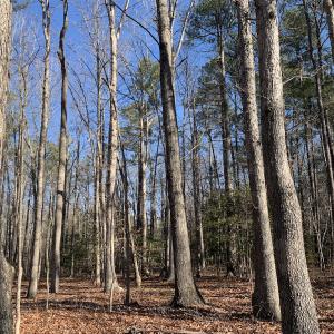 Photo #13 of SOLD property in 15908 Exter Mill Rd, Chesterfield, VA 12.3 acres