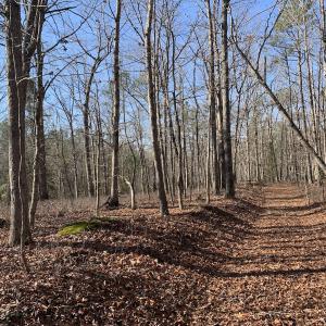Photo #14 of SOLD property in 15908 Exter Mill Rd, Chesterfield, VA 12.3 acres