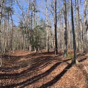 Photo #15 of SOLD property in 15908 Exter Mill Rd, Chesterfield, VA 12.3 acres