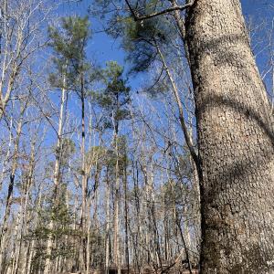 Photo #18 of SOLD property in 15908 Exter Mill Rd, Chesterfield, VA 12.3 acres