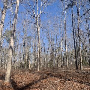 Photo #20 of SOLD property in 15908 Exter Mill Rd, Chesterfield, VA 12.3 acres