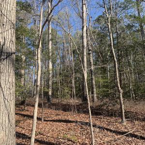 Photo #21 of SOLD property in 15908 Exter Mill Rd, Chesterfield, VA 12.3 acres