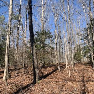 Photo #22 of SOLD property in 15908 Exter Mill Rd, Chesterfield, VA 12.3 acres