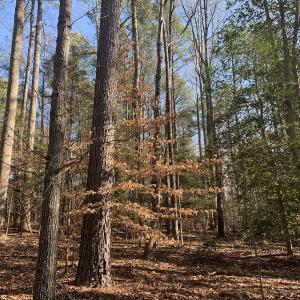 Photo #23 of SOLD property in 15908 Exter Mill Rd, Chesterfield, VA 12.3 acres