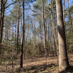 Photo #26 of SOLD property in 15908 Exter Mill Rd, Chesterfield, VA 12.3 acres