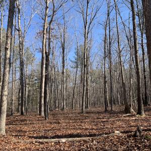 Photo #27 of SOLD property in 15908 Exter Mill Rd, Chesterfield, VA 12.3 acres