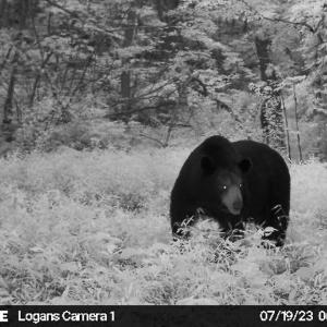 Photo #8 of SOLD property in Off Brush Mountain Trail , Covesville, VA 337.0 acres