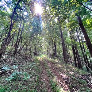 Photo #14 of SOLD property in Off Brush Mountain Trail , Covesville, VA 337.0 acres
