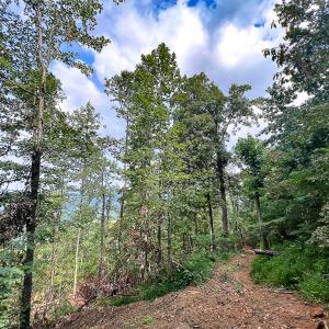 Photo #20 of SOLD property in Off Brush Mountain Trail , Covesville, VA 337.0 acres