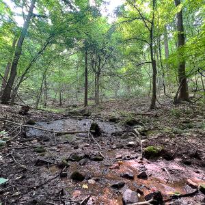 Photo #22 of SOLD property in Off Brush Mountain Trail , Covesville, VA 337.0 acres