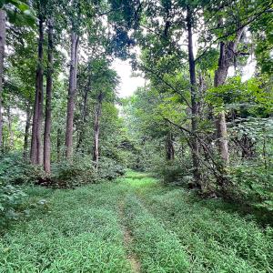 Photo #23 of SOLD property in Off Brush Mountain Trail , Covesville, VA 337.0 acres