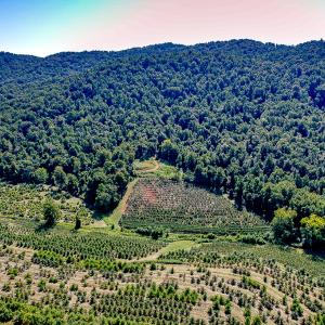Photo #29 of SOLD property in Off Brush Mountain Trail , Covesville, VA 337.0 acres