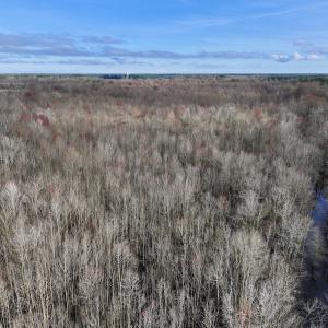 Photo #13 of Off Dixon Rd, Chocowinity, NC 67.6 acres