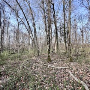 Photo #17 of Off Dixon Rd, Chocowinity, NC 67.6 acres