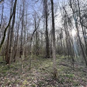 Photo #5 of Off Dixon Rd, Chocowinity, NC 67.6 acres