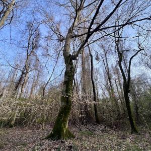 Photo #6 of Off Dixon Rd, Chocowinity, NC 67.6 acres
